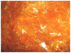 shellak orange